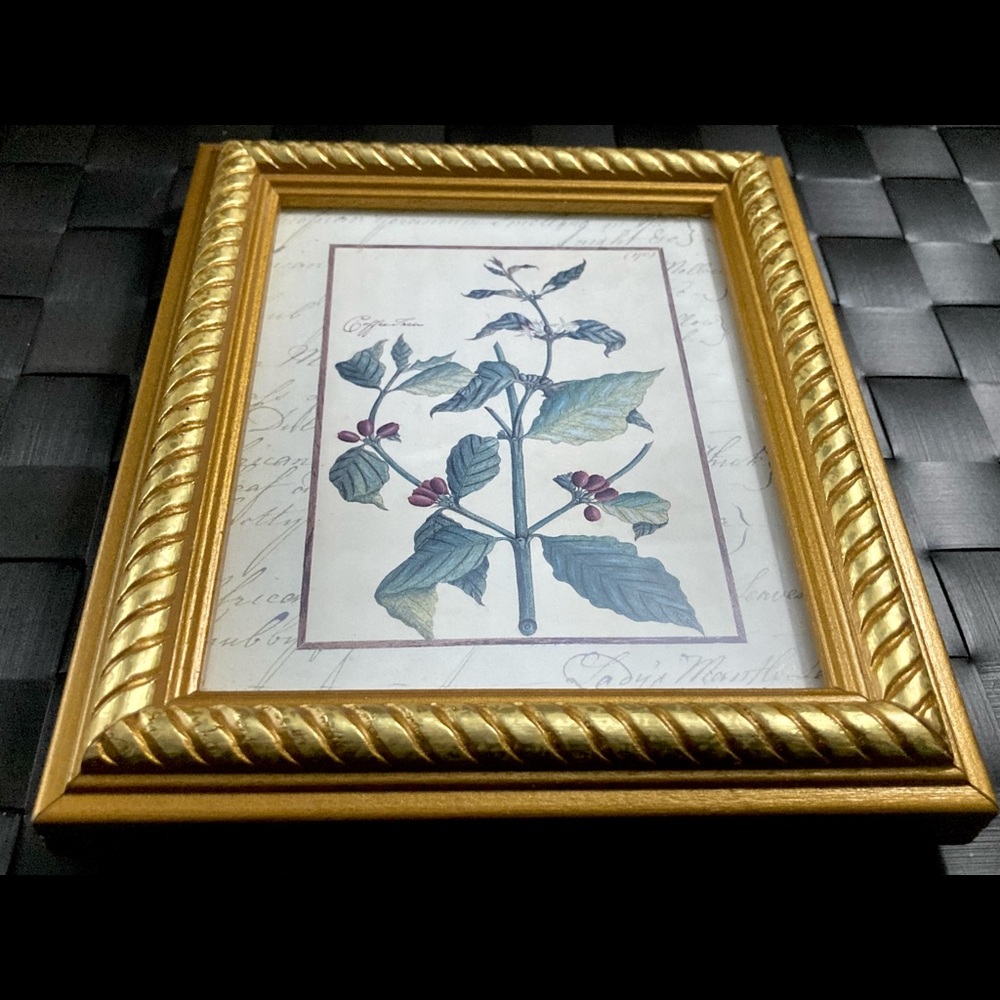 Vintage Custom Framed Botanical Illustration Print Coffee Tree - Picture 10 of 11